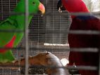 Eclectus bird