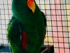 eclectus bird