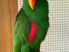 eclectus bird