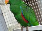 Eclectus Bird with Cage