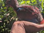 Eclectus Bird