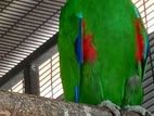 Eclectus Birds