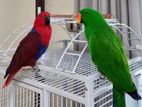 Eclectus Birds