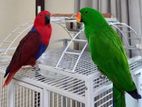 Eclectus Birds