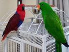 Eclectus birds