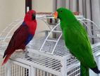 Eclectus Birds