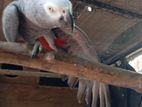 Eclectus Birds
