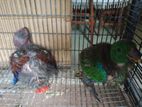 Eclectus Birds