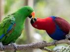 Eclectus birds