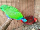Eclectus birds