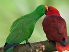 Eclectus birds