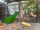 Eclectus Bird