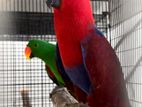 Eclectus Breeding Age Pair