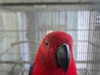 Eclectus Breeding Pair