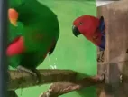 Eclectus Breeding Pair