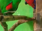 Eclectus Breeding Pair