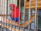 Eclectus Breeding Pair