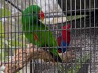 Eclectus Breeding Pair.