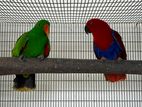 Eclectus Breeding Pair