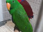 Eclectus Breeding Pair