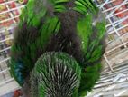 Eclectus Chick