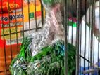 Eclectus Chicks
