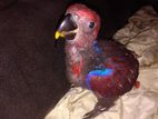 Eclectus Chicks