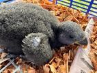 Eclectus Chicks