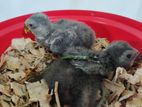 Eclectus Chicks