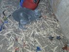 Eclectus Chicks