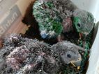 Eclectus Chicks