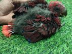 Eclectus Female Chick