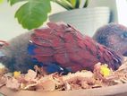Eclectus Female Chick