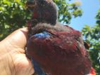 Eclectus Female Chick