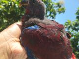 Eclectus Female Chick