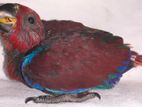 Eclectus Female Chick