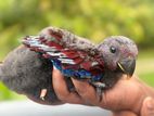 Eclectus female chick