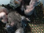 Eclectus Female Chicks