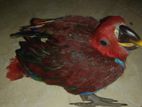 Eclectus Female Chik