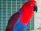 Eclectus Female Bird