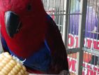 Eclectus Female