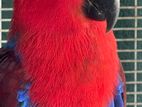 Eclectus Female