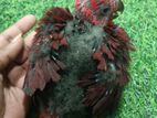 Eclectus Female