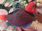 Eclectus Female