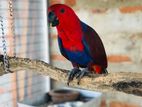 Eclectus Female