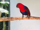 Eclectus Female Bird