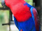 Eclectus Female