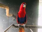 Eclectus Female