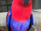 Eclectus Female