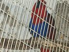 Eclectus Female Parrot
